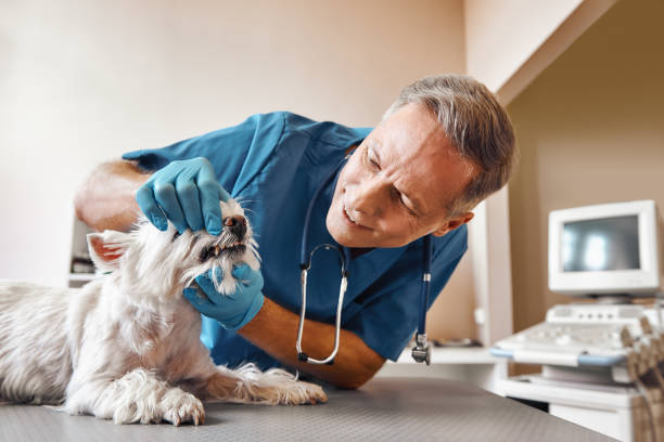 Best Urgent Care for Lost Fillings or Crowns in North Springfield, VA